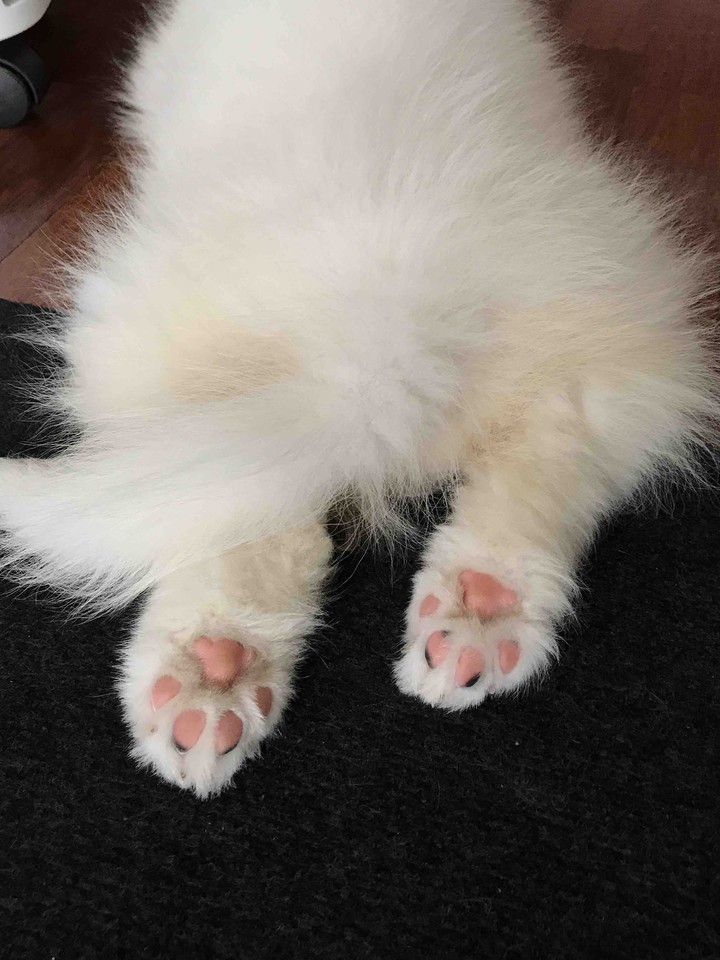 The cutest wallpaper