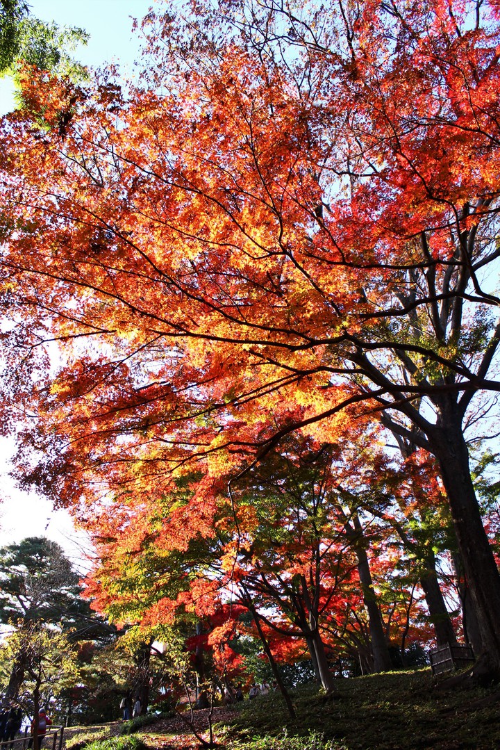autumn,2018