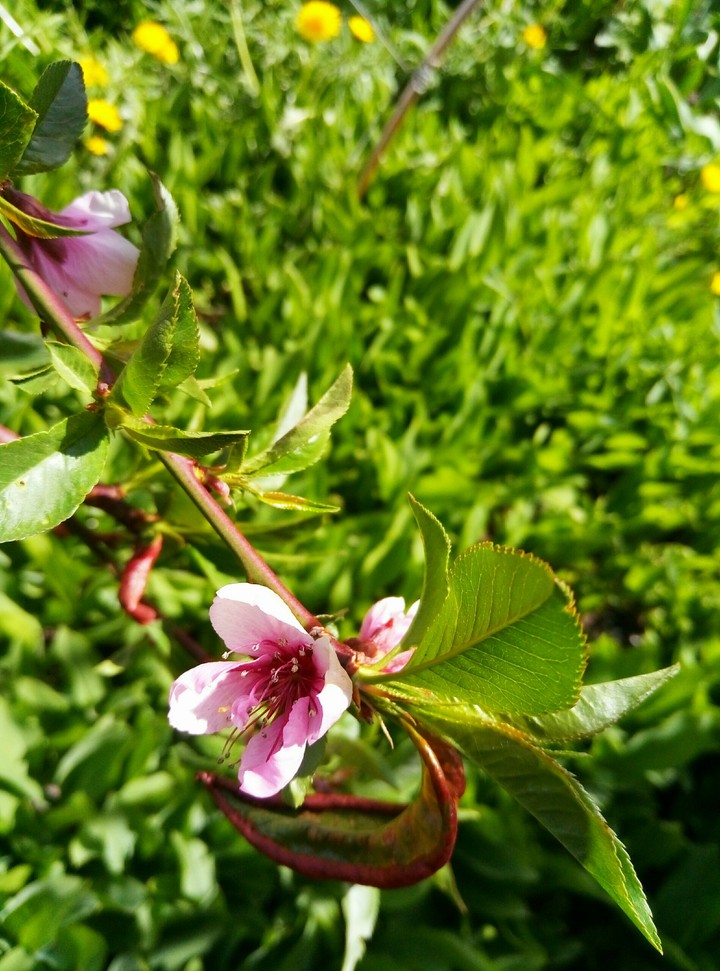 flower