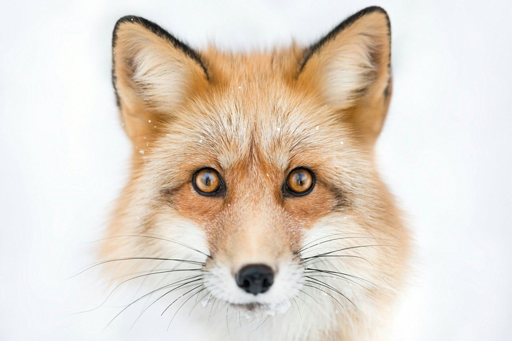 fox