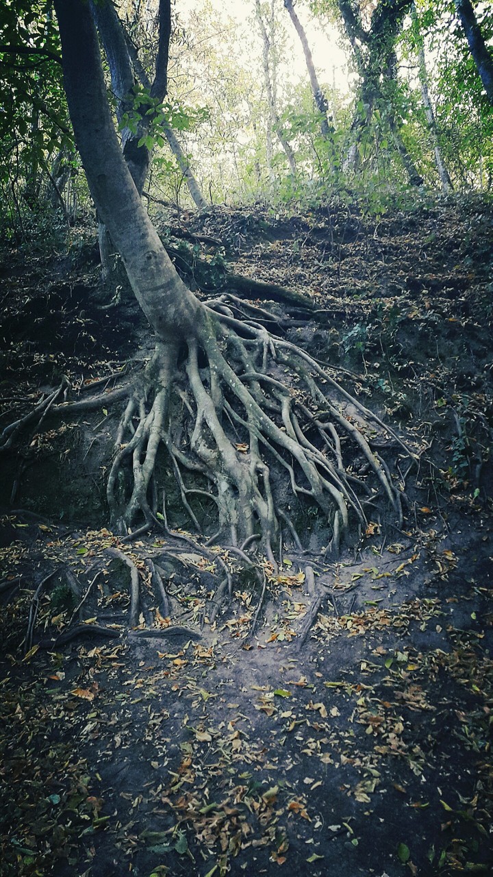 корни
