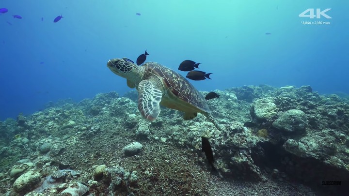 sea