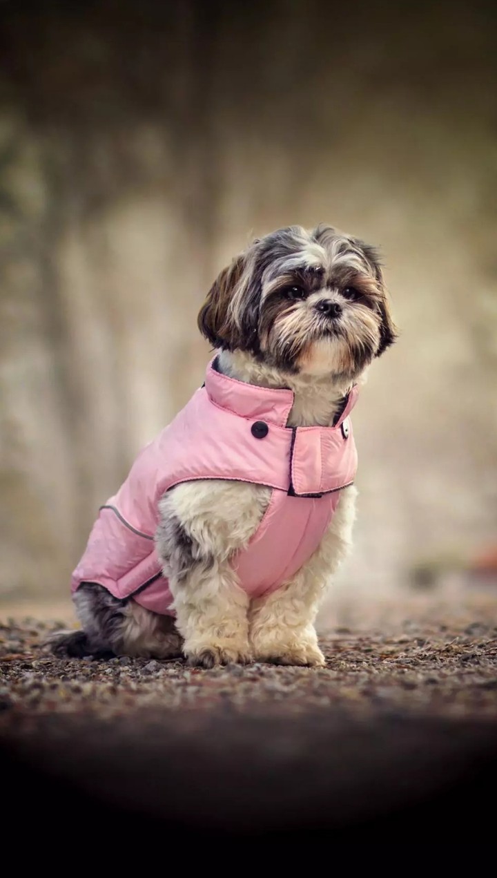 cute dogs...