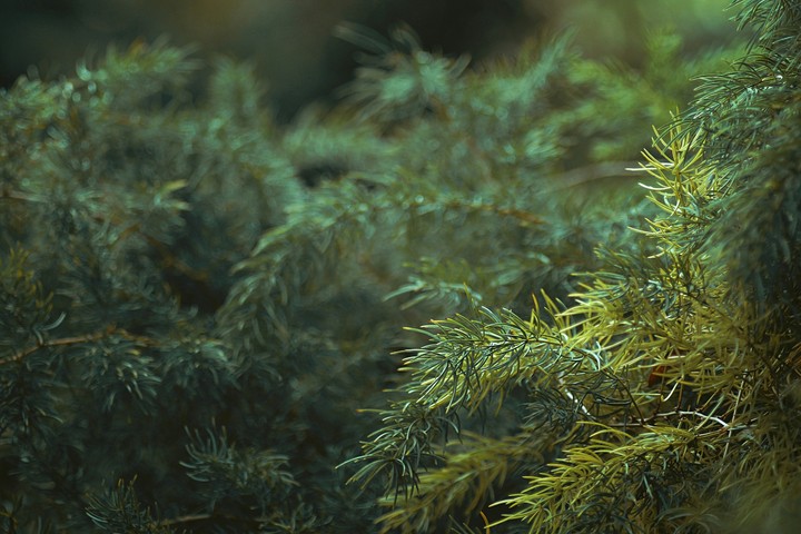 plant