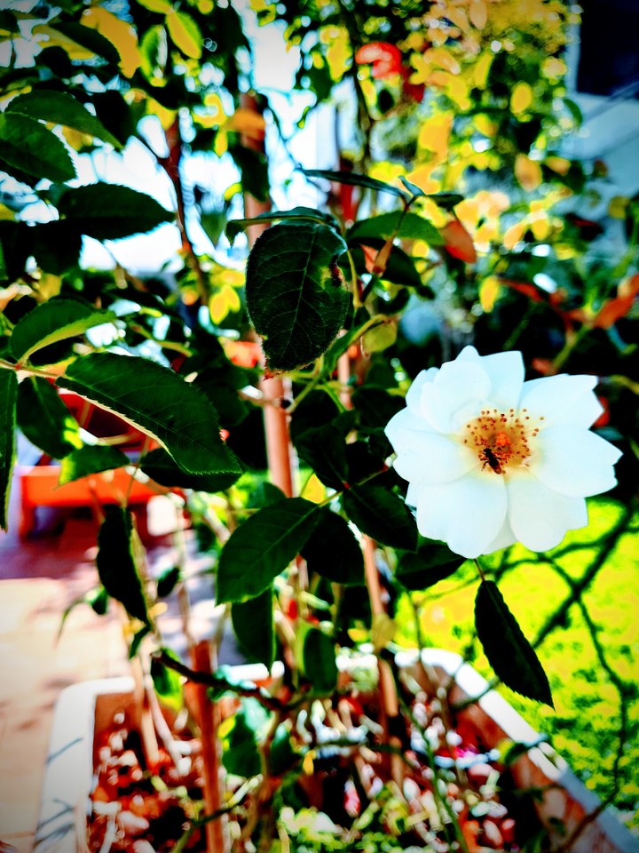 La fleur avec le insecte
