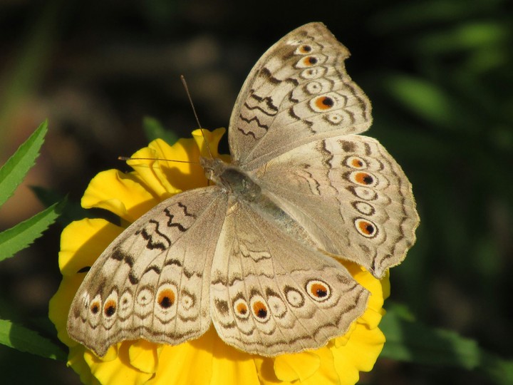 Beautiful butterfly