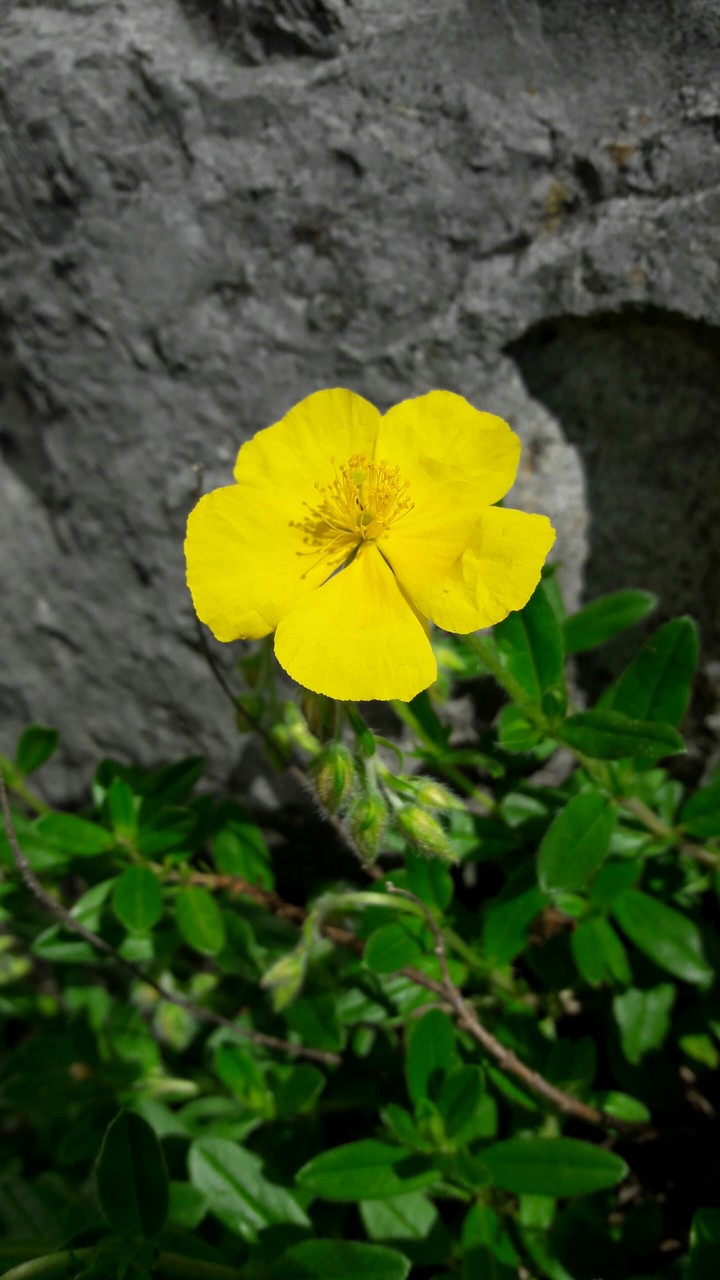 yellow flower