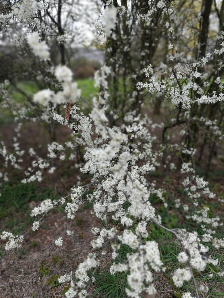 blossom