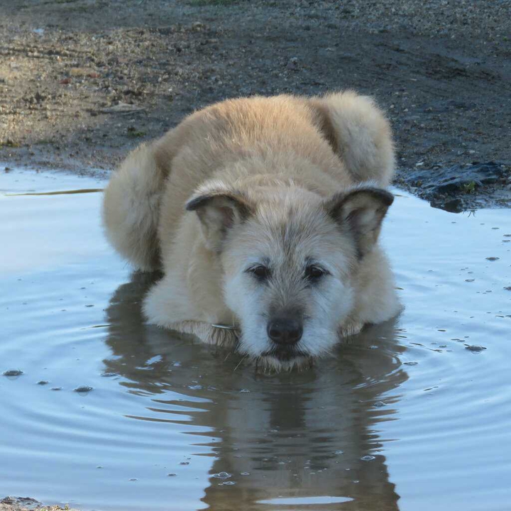 dog