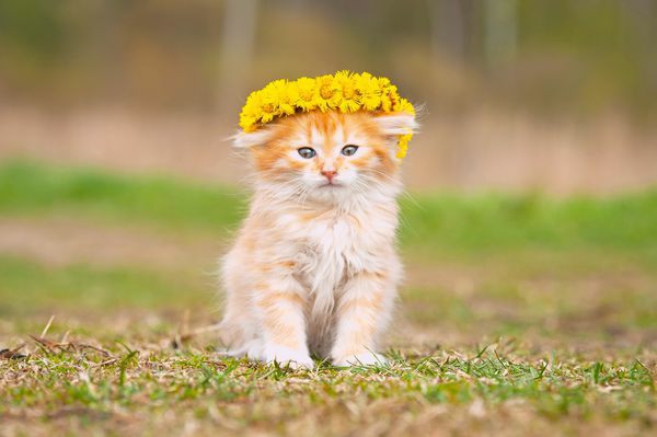 kitten