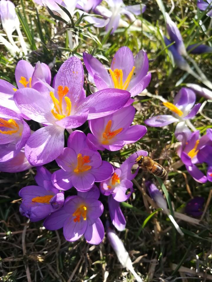 Der Frühling kommt :)