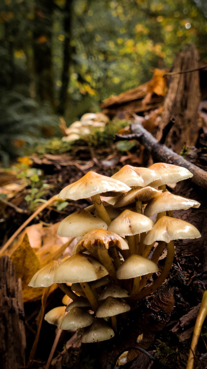 Mushrooms