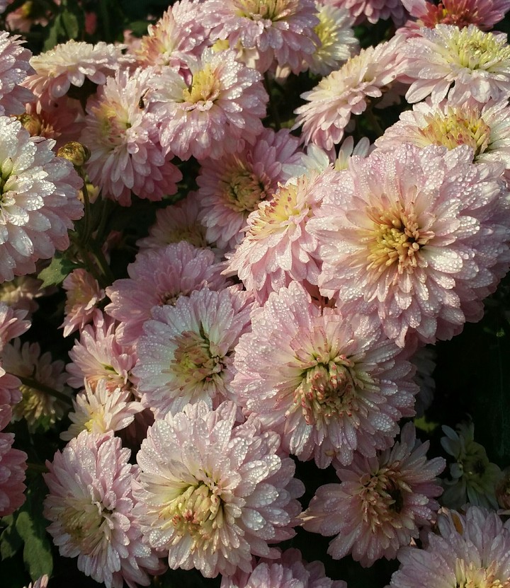 Frndz, say something  about these flowers