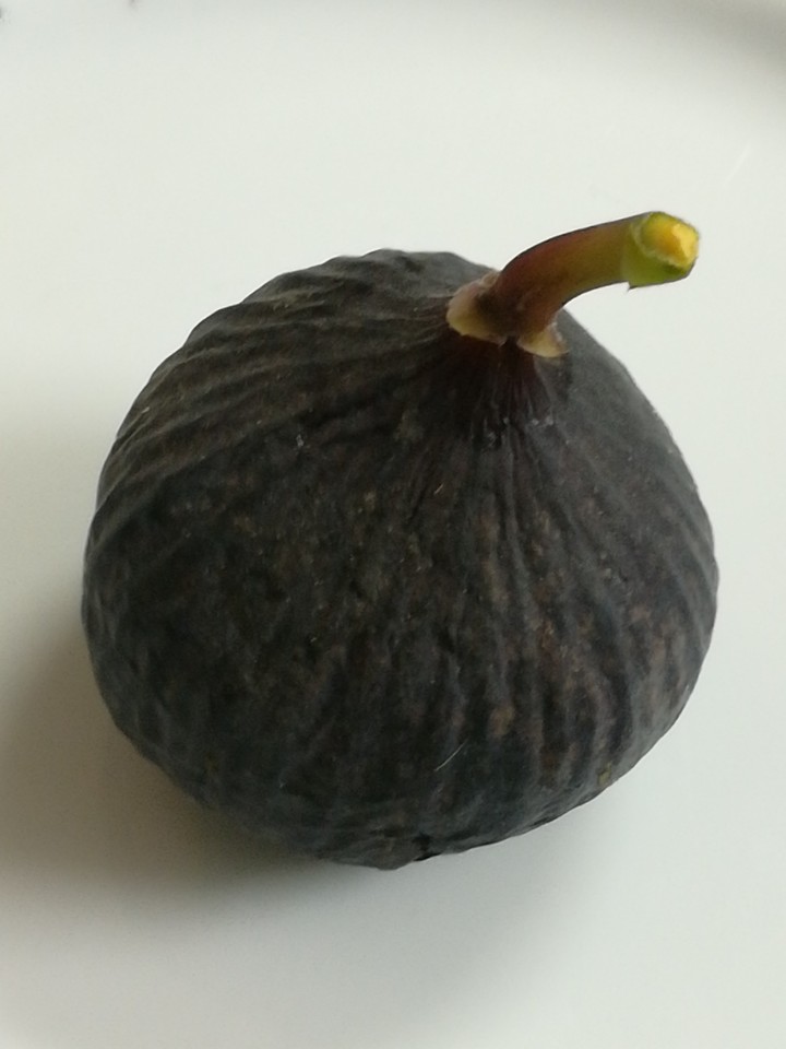 black fig