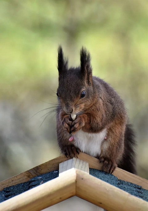whiskers, Squirrel háttérképek