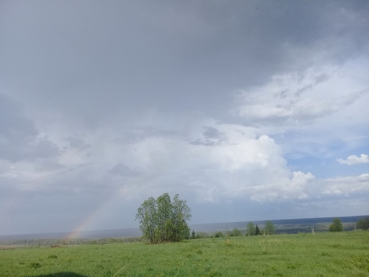 поля