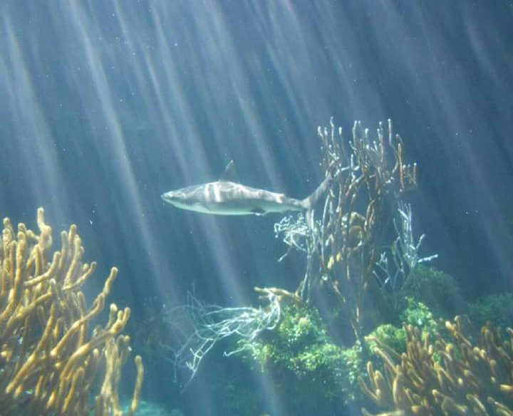 Aquarium