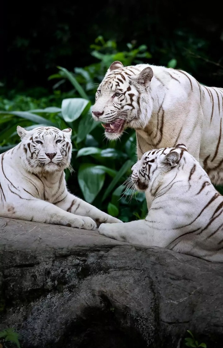 White Tigers