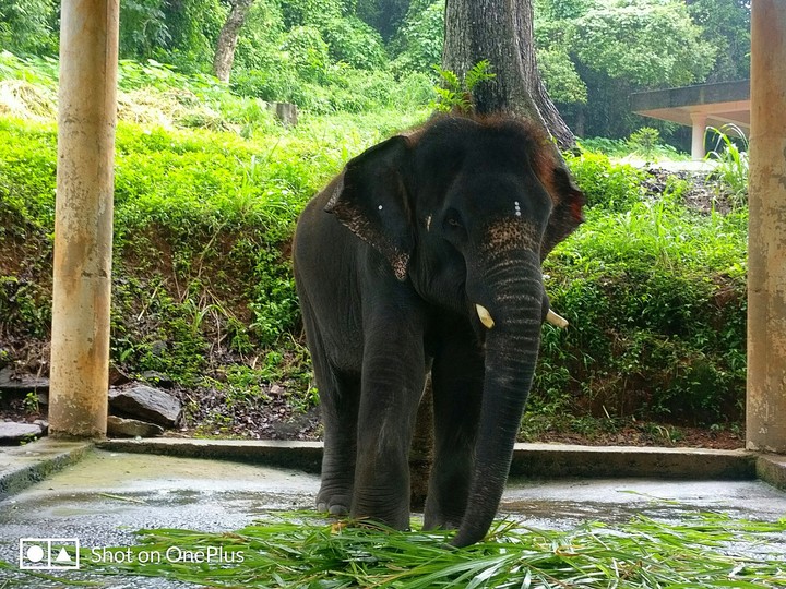 Elephant Sanctuary