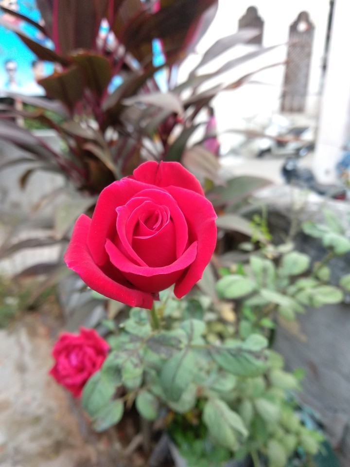 Mi A1 snap red rose