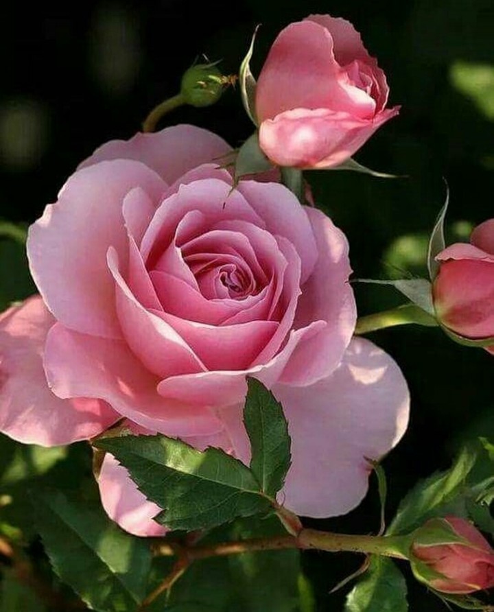 rose