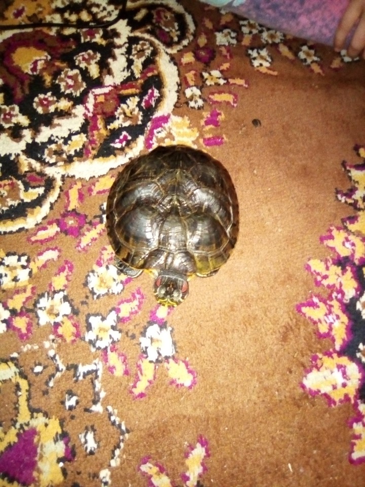 животвое