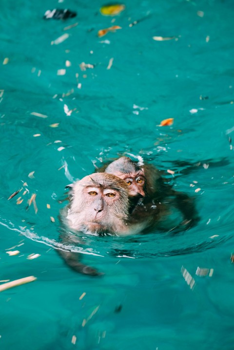 tapety Water, Fluid