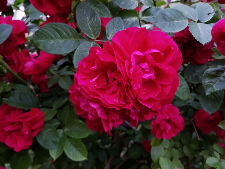 flower