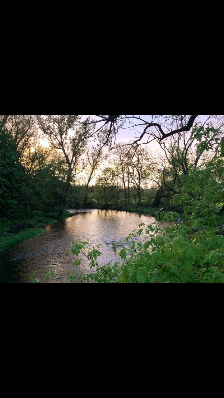 a walk in the forest at dusk.