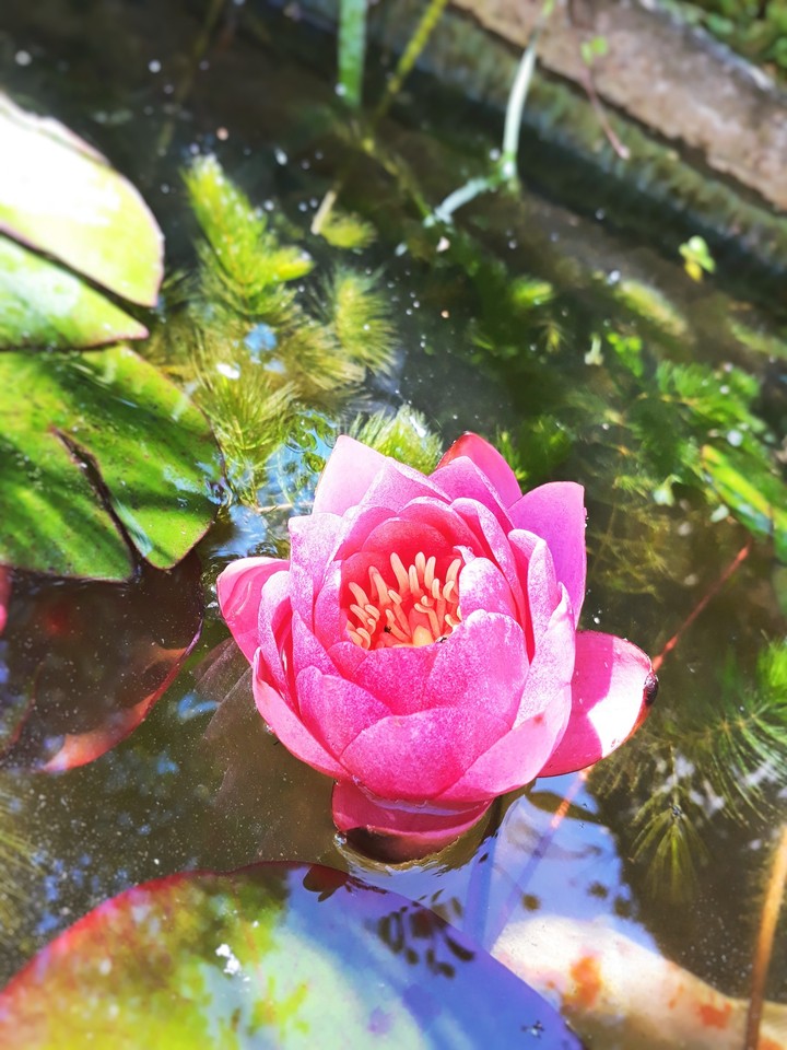 water lily