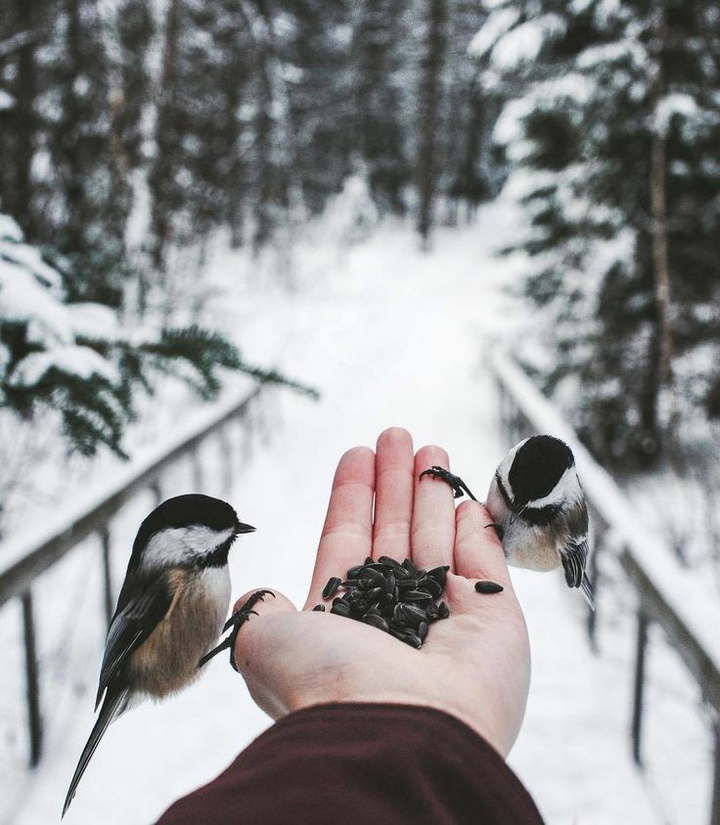 Kindness To Birds...❣️