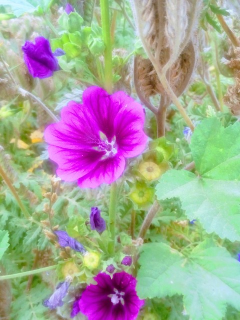 Blume