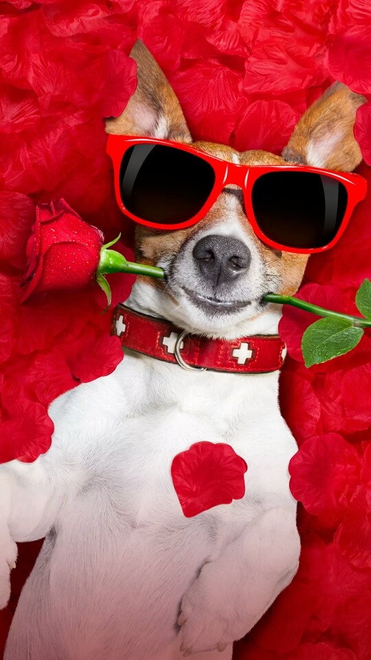 Romance Dog ❤❤