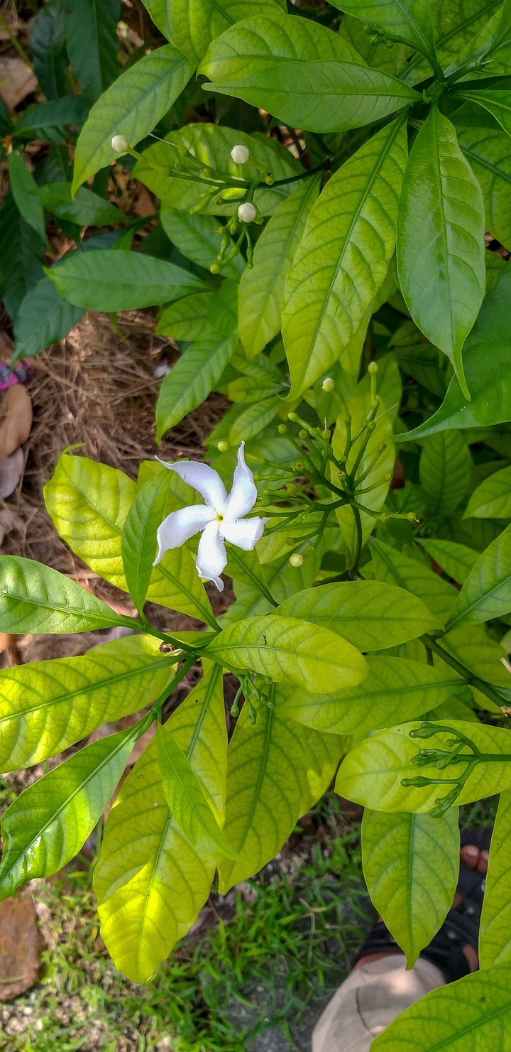 flower