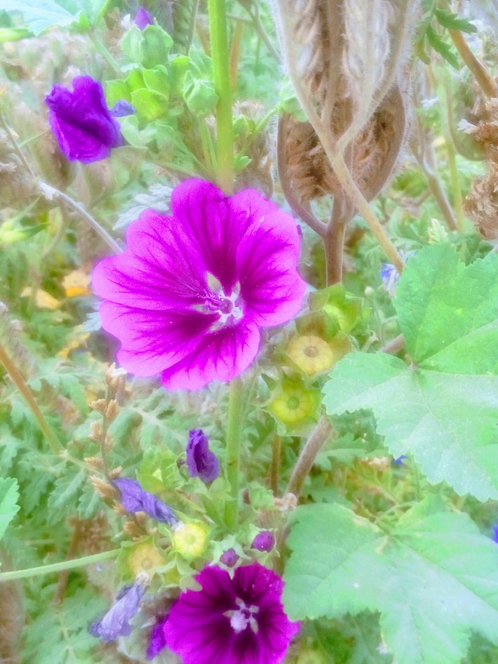 Blume