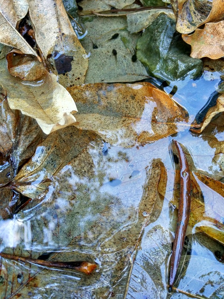 Leaves and Tadpole