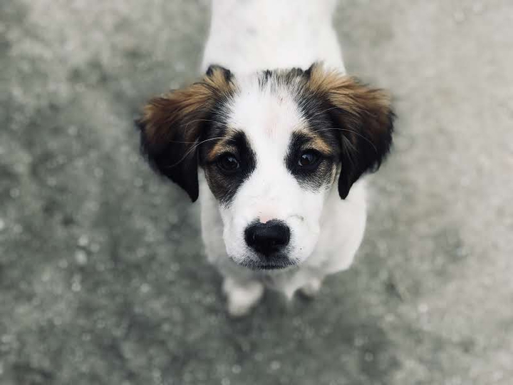 dodo