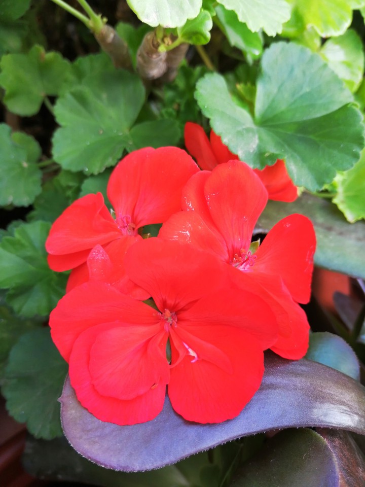 Red Geranium