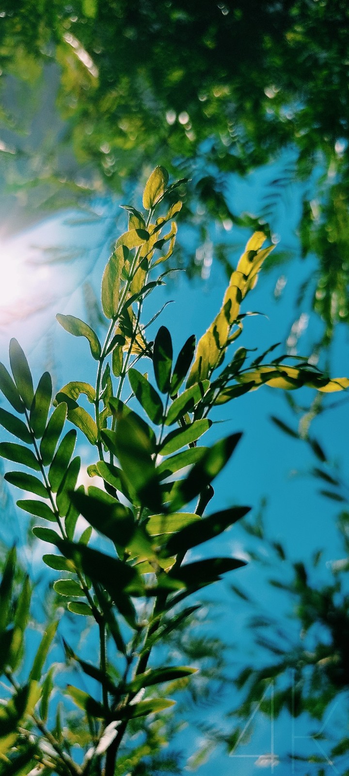 leaf