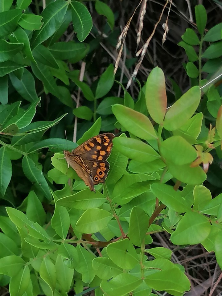 butterfly