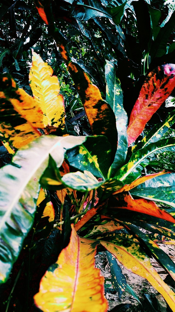 plant nature