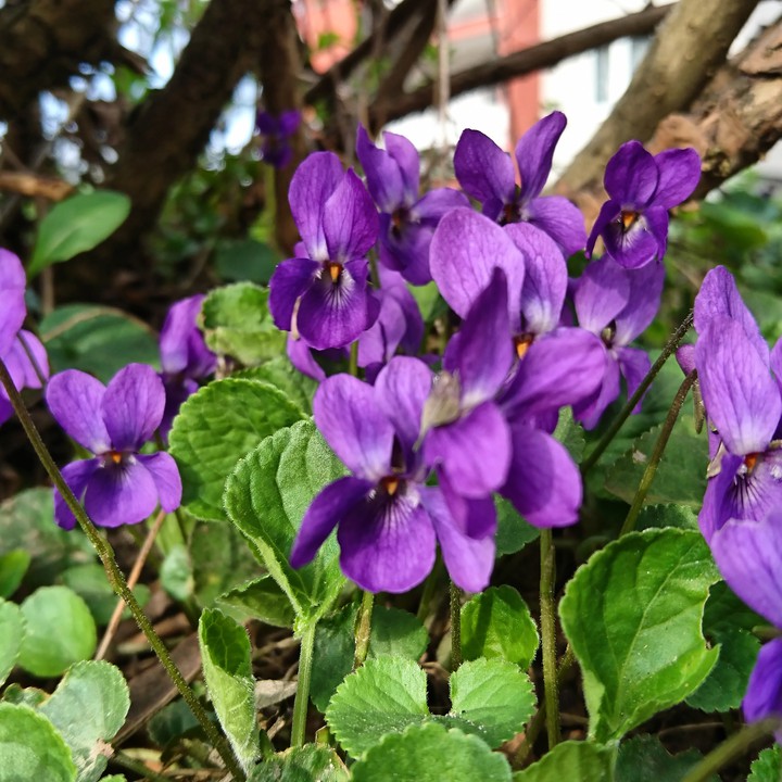 Wiosna