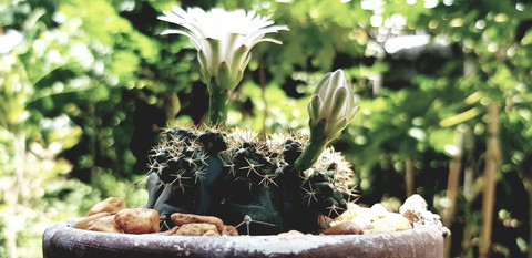 cactus