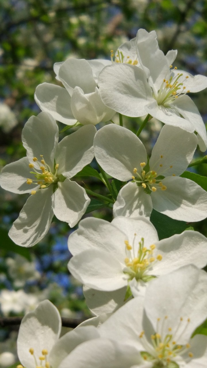 apple flowers