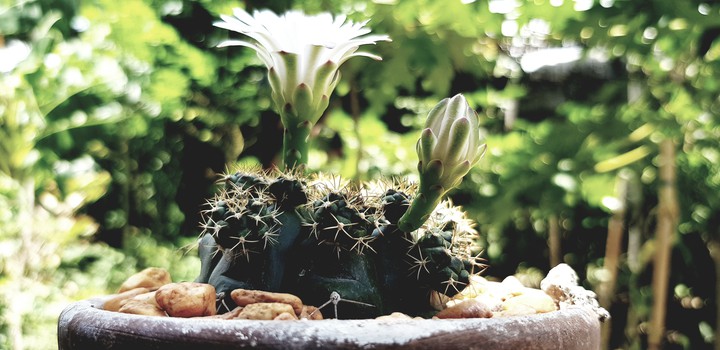 cactus