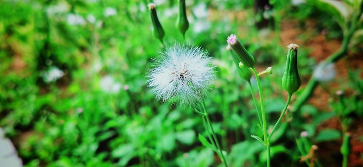 flower
