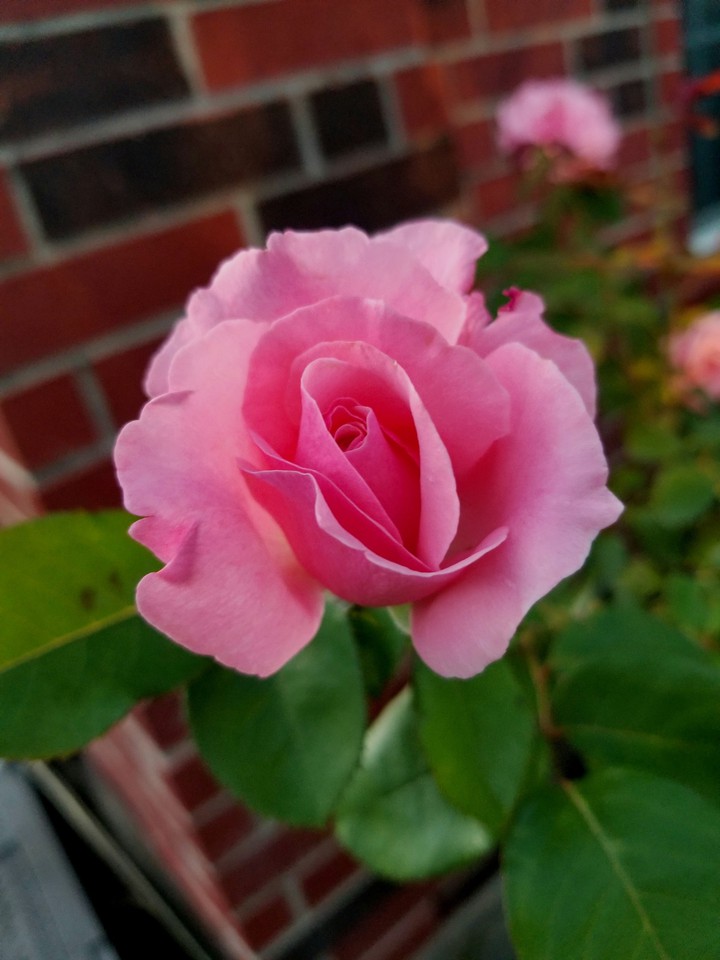 rose