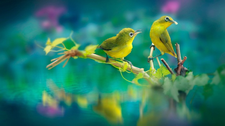 bird