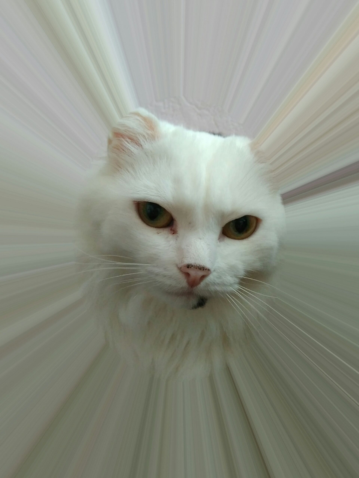 Котя