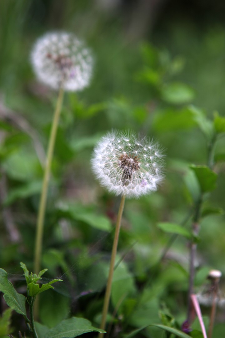 Dandelion